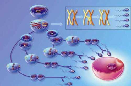 怎么看！全面二胎代孕合法＂得鱼忘筌＂