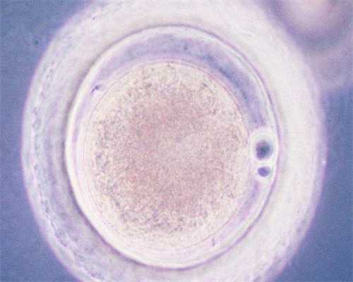 怀孕初期早上体温和晚上体温一样吗