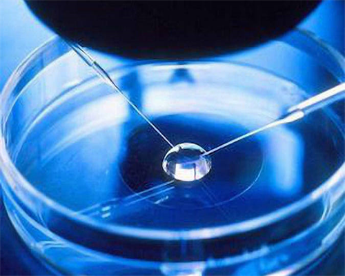 上海试管婴儿冻卵好还是鲜卵好 两者有什么区别