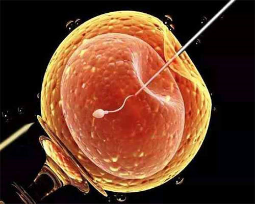 促排期间怎么帮助卵泡发育？吃、动结合有利好孕-供卵代怀公司