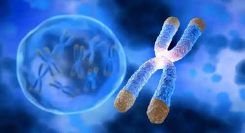 排卵期白带带血是为什么,代怀孕公司