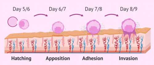 轻微妇科病是否会影响怀孕？-助孕供卵费用